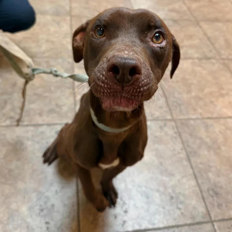 An adult medium-sized male Brown / Chocolate Pit Bull Terrier dog named MONTStray for adoption in Perkiomenville, PA
