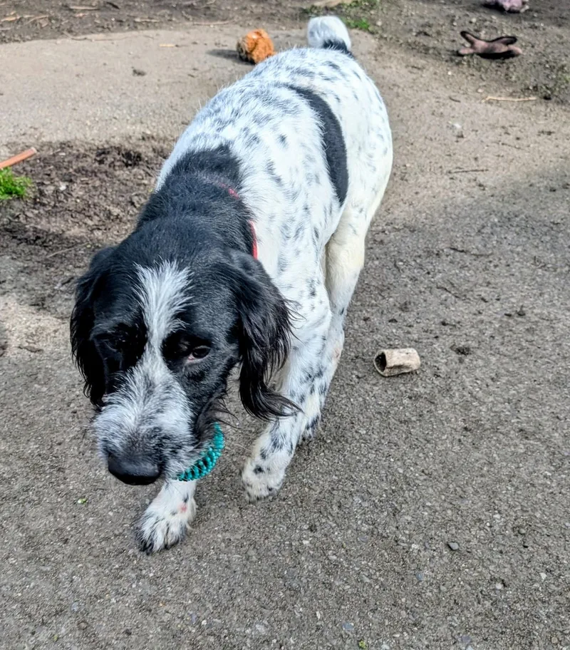 An adult large-sized male White / Cream German Wirehaired Pointer dog named Gauge for adoption in COEUR D ALENE, ID