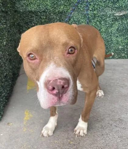 An adult large-sized male Brown / Chocolate Pit Bull Terrier dog named 60786660 for adoption in El Paso, TX