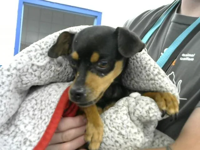 A young medium-sized male Chihuahua dog named Lupin for adoption in Albuquerque, NM