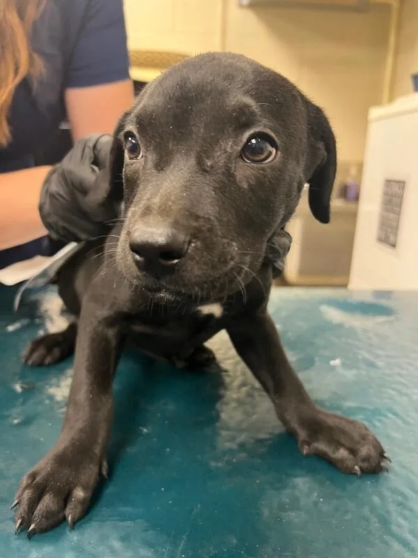 A young medium-sized male Black American Bulldog dog named Zues for adoption in Mobile, AL