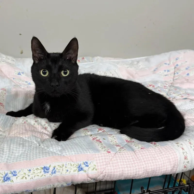A young medium-sized male Black Domestic Short Hair cat named Lil Man for adoption in Hartville, OH