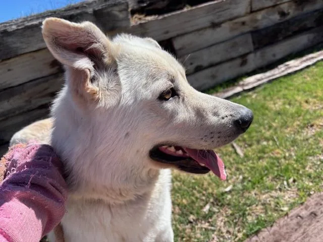 A young medium-sized male German Shepherd Dog dog named Knox for adoption in Albuquerque, NM