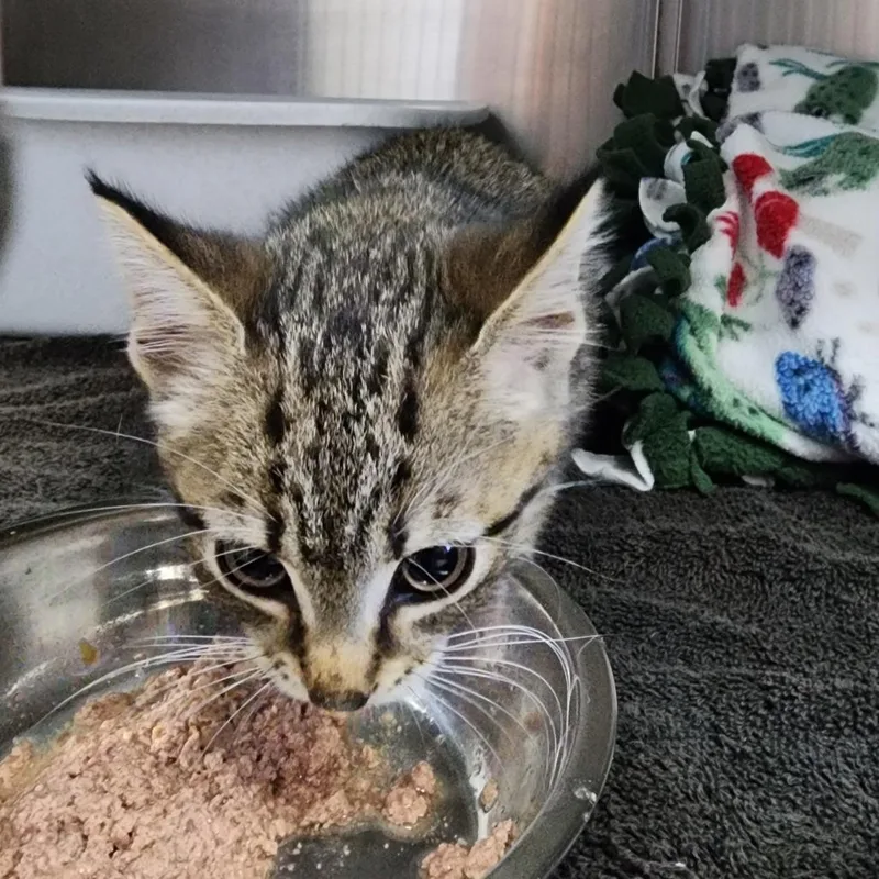 A baby small-sized female Brown / Chocolate Domestic Short Hair cat named Little Miss Puff for adoption in Dixon, IL