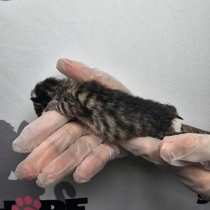 Lil Purr thumbnail 2