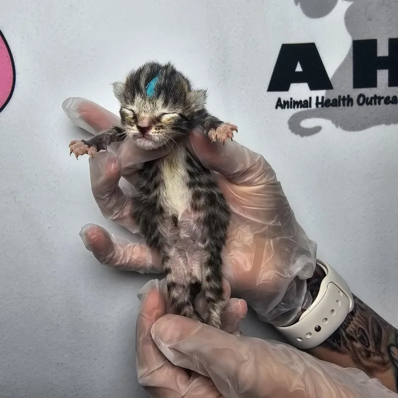 Lil Purr thumbnail 3