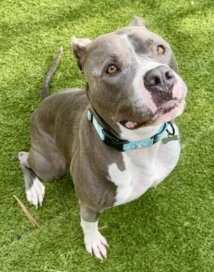 An adult medium-sized male American Staffordshire Terrier dog named Hailo for adoption in Houston, TX