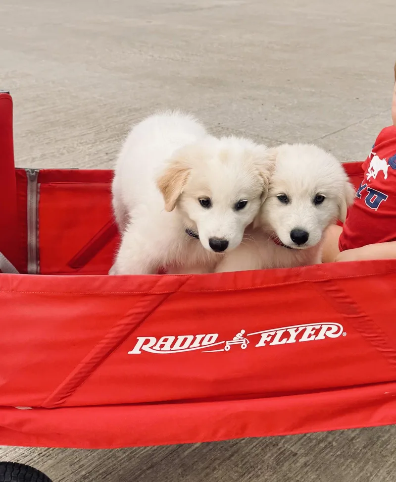 A baby large-sized male Great Pyrenees dog named Skip for adoption in Garland, TX