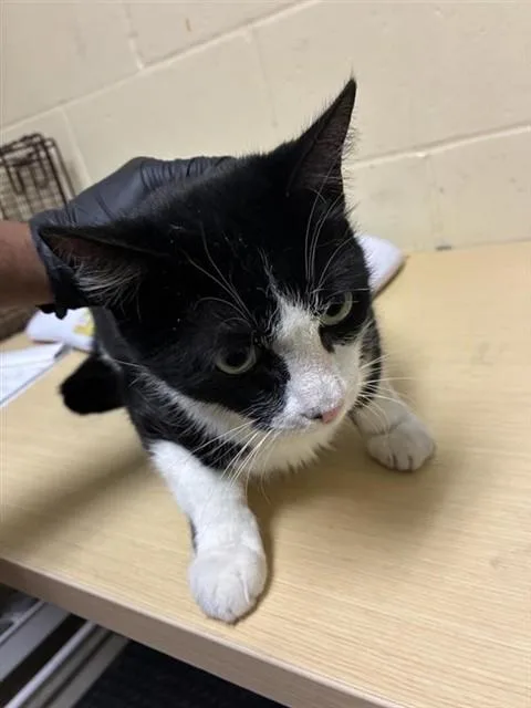 An adult medium-sized male Domestic Short Hair cat named Jack for adoption in Sacramento, CA