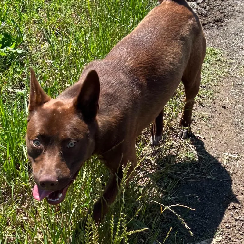 A young medium-sized male Red / Chestnut / Orange Australian Kelpie dog named Jace for adoption in Hackett, AR