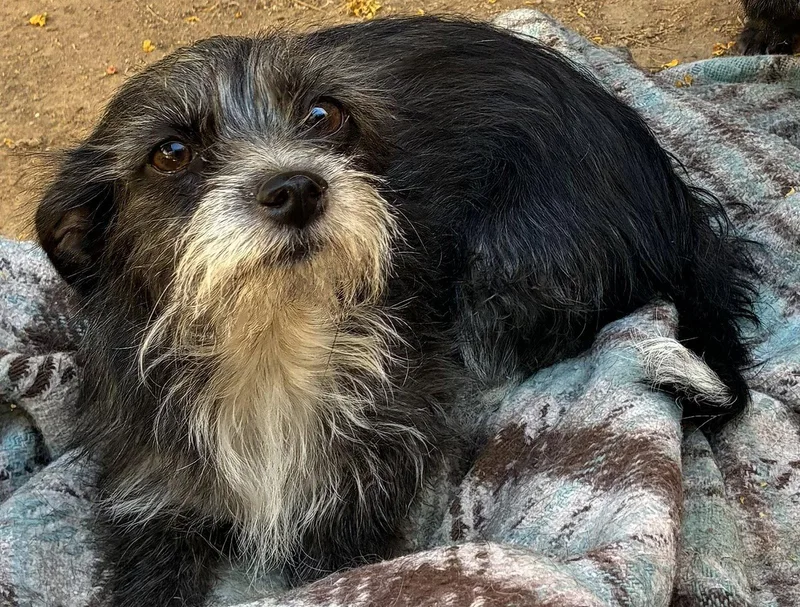 An adult small-sized female Terrier dog named Sissy for adoption in Apple Valley, CA