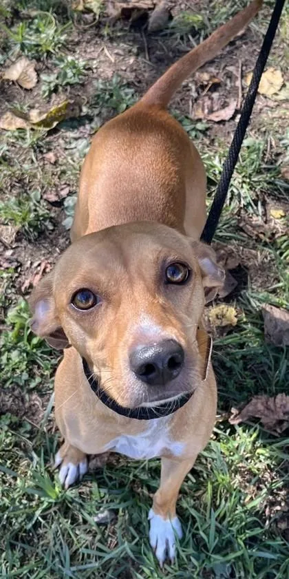 An adult medium-sized male Mixed Breed dog named Cedar for adoption in New Albany, IN