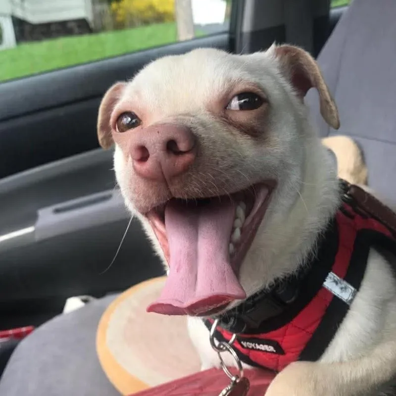 An adult small-sized male Apricot / Beige Chihuahua dog named Gus for adoption in Syracuse, NY