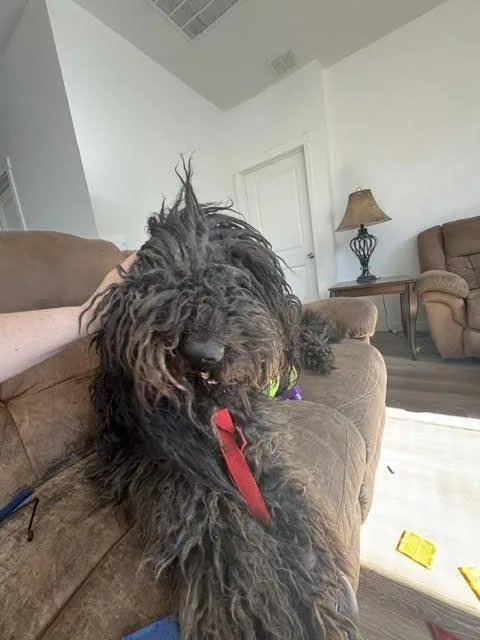 Mowgli