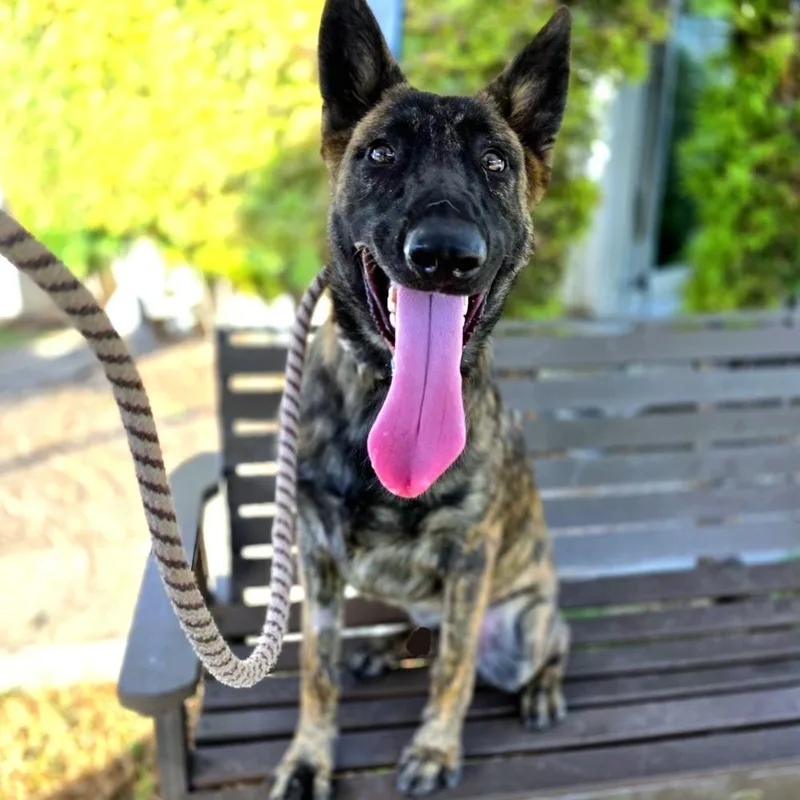 A young medium-sized male Brindle Dutch Shepherd dog named Wrangler  Located In for adoption in Imlay City, MI