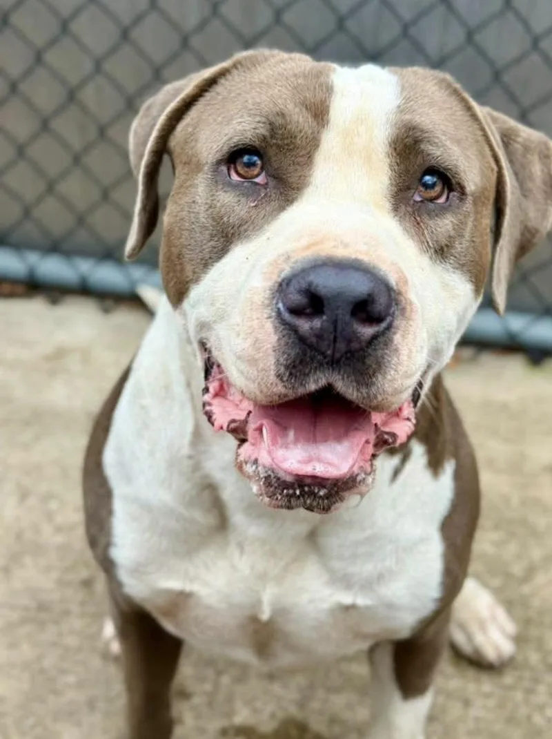 An adult medium-sized male White / Cream Pit Bull Terrier dog named Enzo for adoption in Chicago, IL