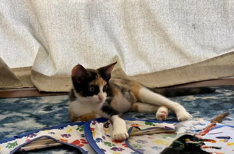 A baby small-sized female Domestic Short Hair cat named Snap Dragon for adoption in Honolulu, HI