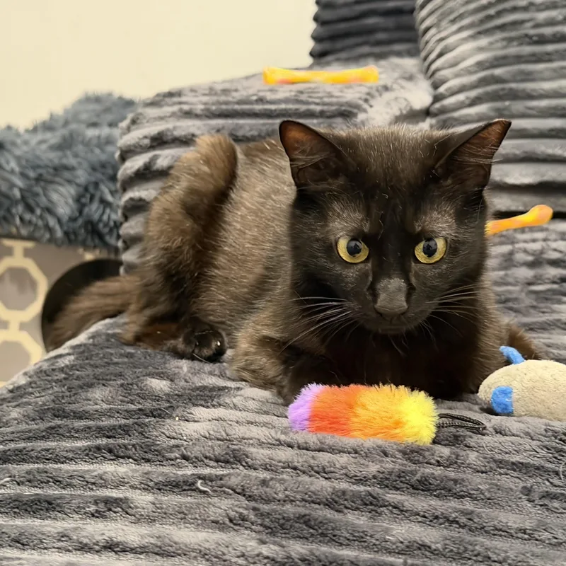A young medium-sized female Domestic Short Hair cat named Arwen for adoption in Norwalk, CT
