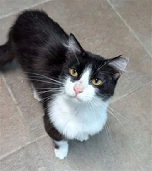 A young large-sized male Domestic Short Hair cat named Puffer for adoption in Fort Lauderdale, FL