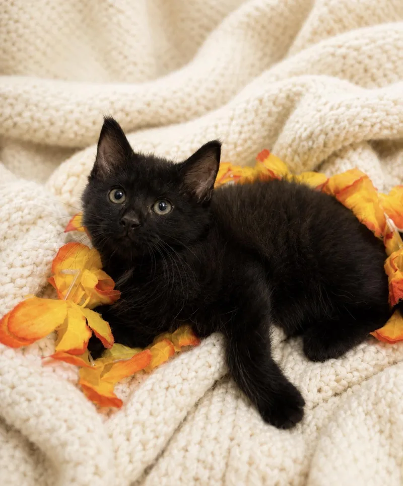 A baby small-sized male Black Bombay cat named Honey Bear Bee for adoption in Homestead, FL