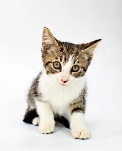 A baby small-sized female Domestic Short Hair cat named Fiona for adoption in Morton Grove, IL