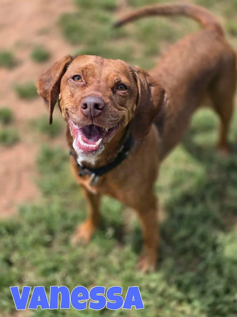 An adult medium-sized female Vizsla dog named Vanessa for adoption in Wappingers Falls, NY