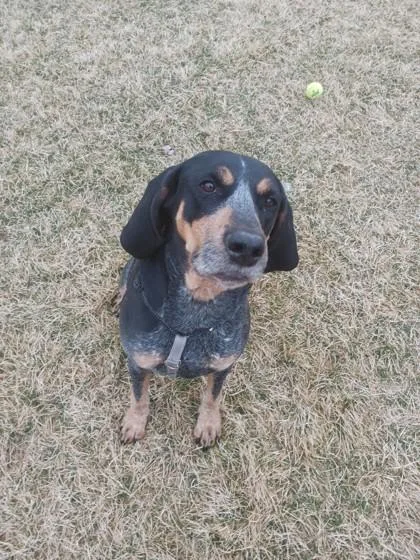 Huckleberry thumbnail 2