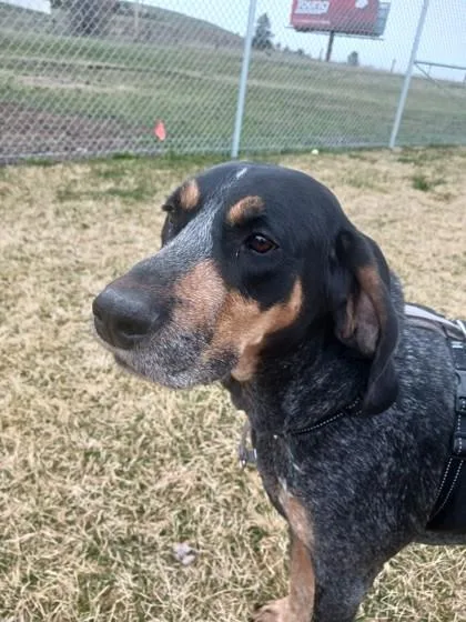 Huckleberry thumbnail 3