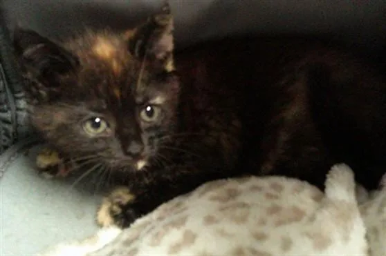 A baby small-sized female Domestic Short Hair cat named A for adoption in Fort Lauderdale, FL