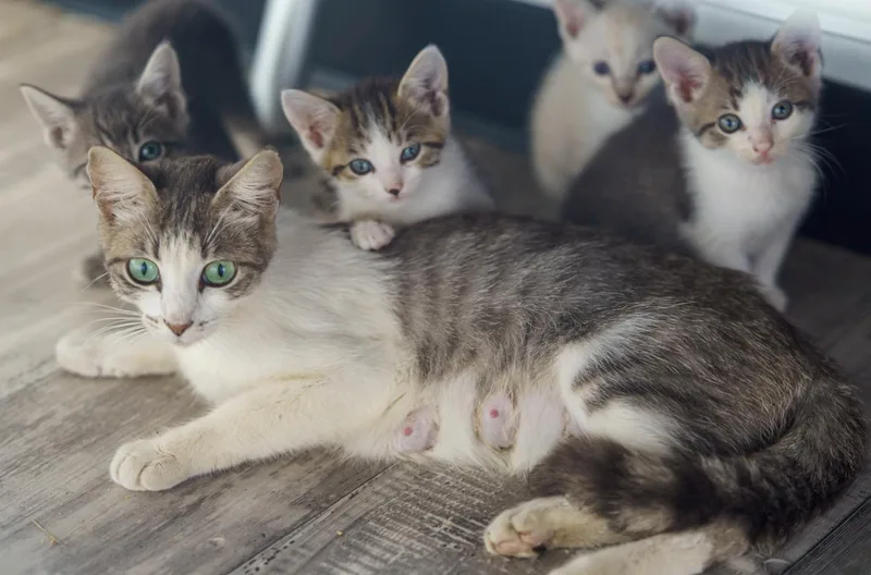 A young medium-sized female Gray & White American Shorthair cat named Winter for adoption in LAMPASAS, TX