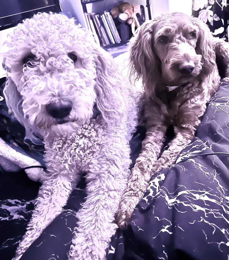 Lady Gaga thumbnail 3