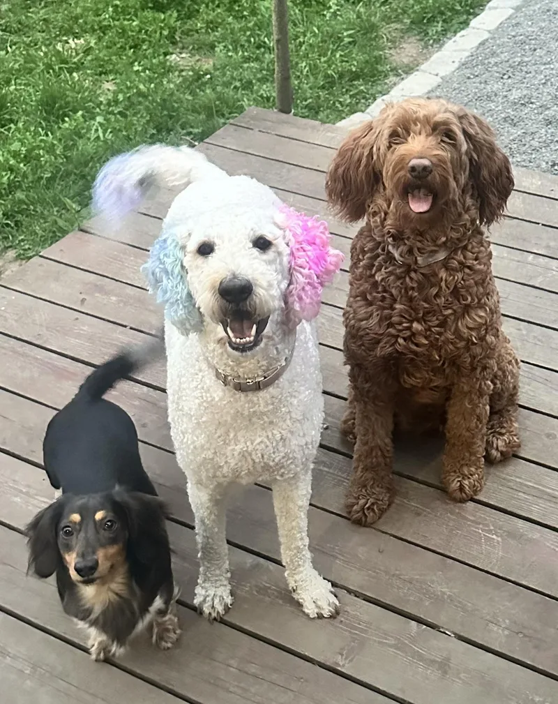 Lady Gaga thumbnail 4