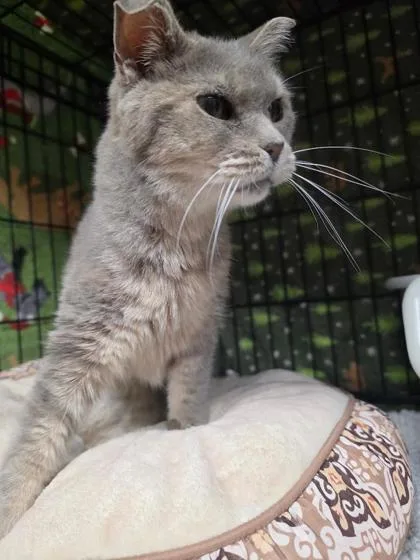 A senior medium-sized female Domestic Short Hair cat named Edith for adoption in Aberdeen, SD