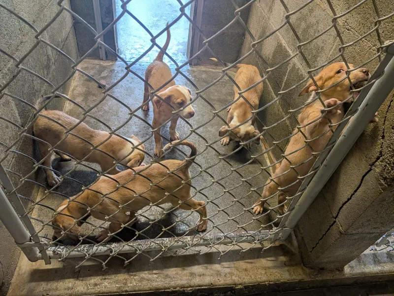HeelerPit Bull puppies