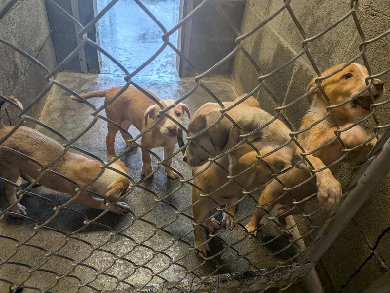 HeelerPit Bull puppies thumbnail 2