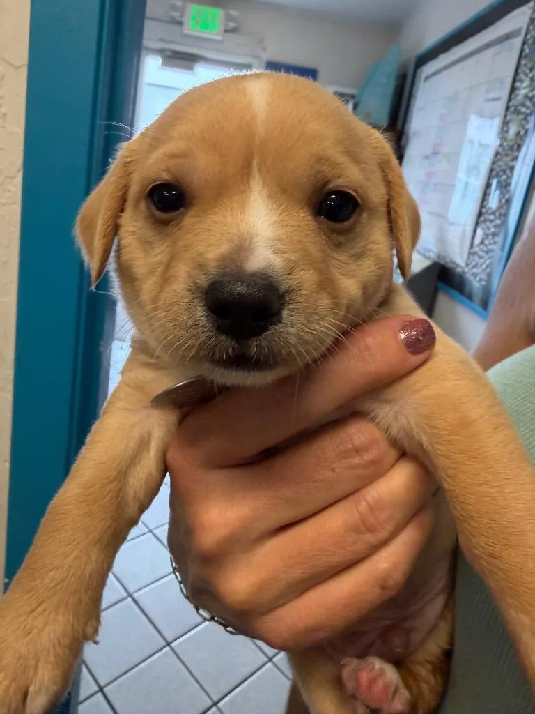 A baby medium-sized male Chihuahua dog named Vaporeon for adoption in Reno, NV