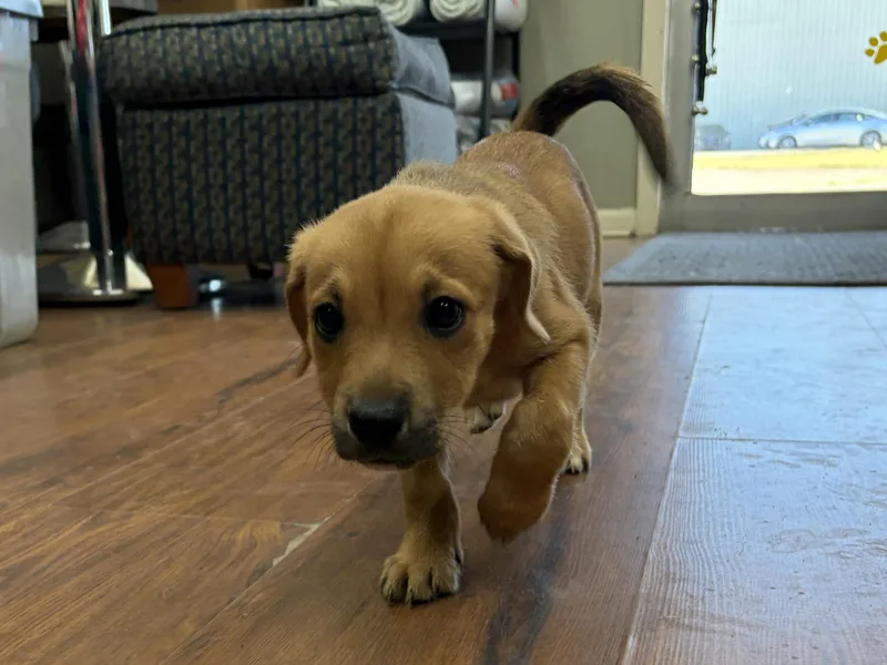 A baby medium-sized female Hound dog named Liberty for adoption in Perry, GA