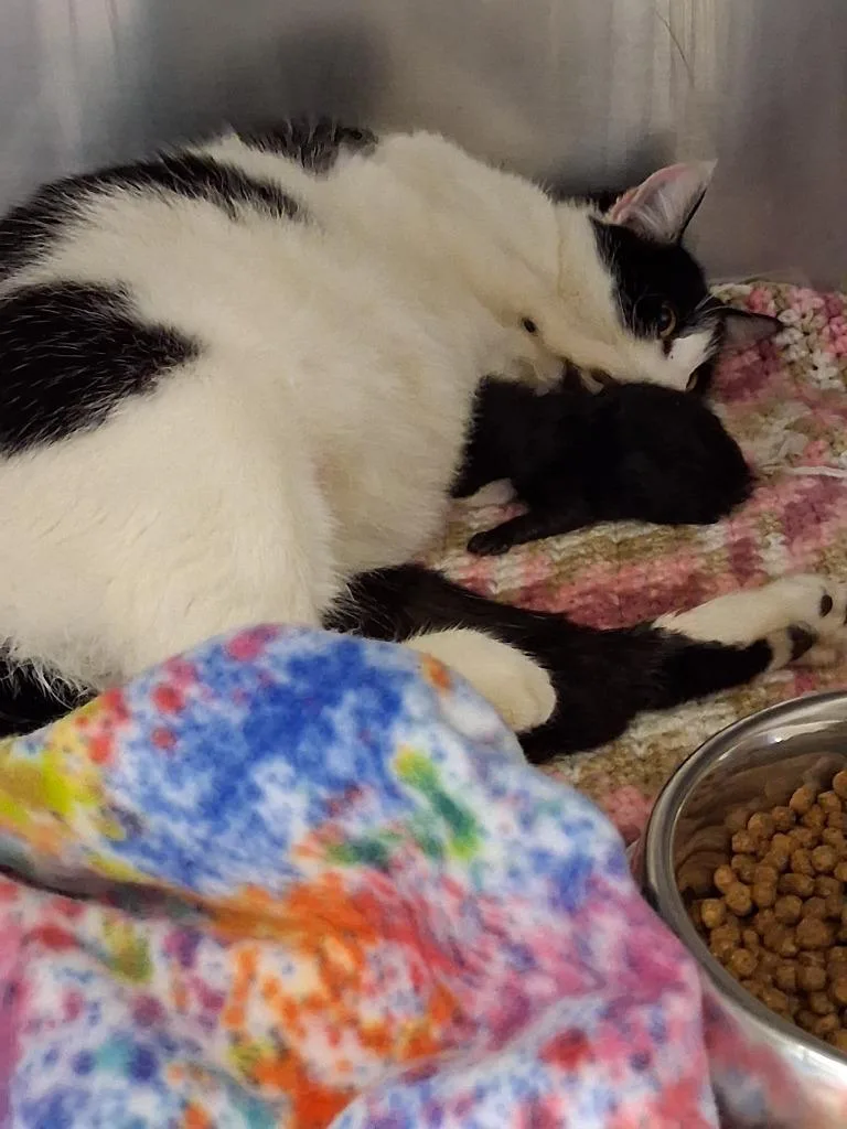 A young large-sized female Domestic Short Hair cat named Ningen for adoption in Brownwood, TX