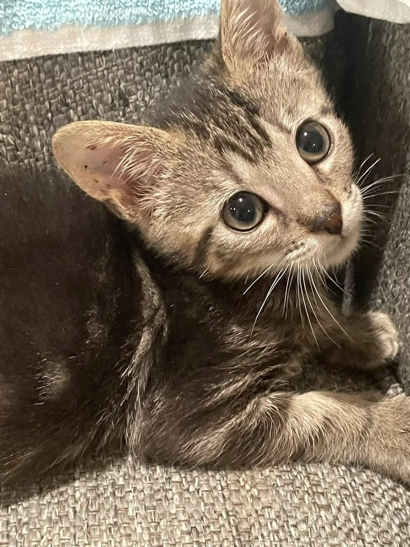 A baby medium-sized male Tabby (Gray / Blue / Silver) Domestic Short Hair cat named Elijah for adoption in Concord, NC