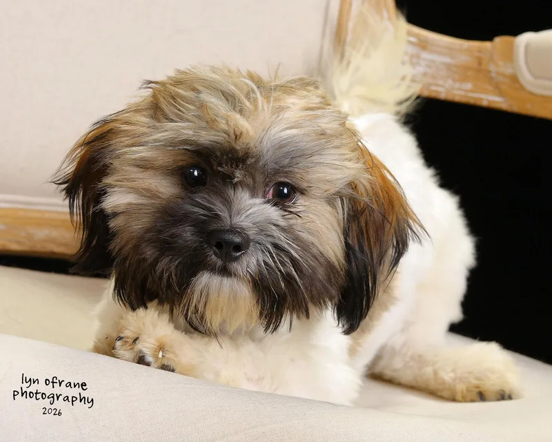 A baby small-sized male Shih Tzu dog named Mohi for adoption in Paramus, NJ