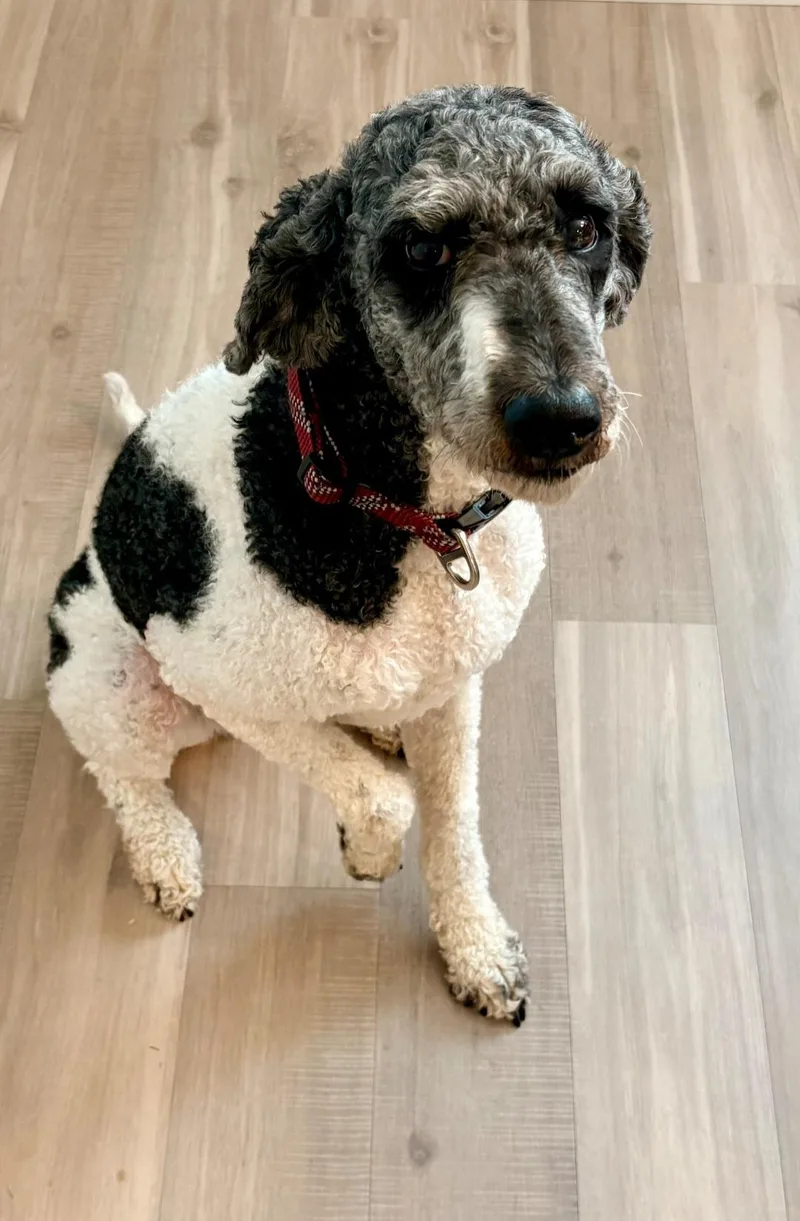 An adult medium-sized female Standard Poodle dog named Charlie Girl for adoption in merrillville, IN