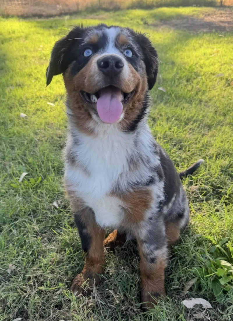 A baby medium-sized male Australian Shepherd dog named Wrangler for adoption in Lincoln, CA
