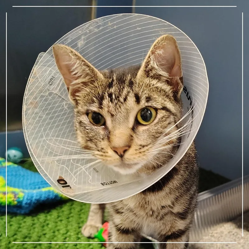 A young medium-sized female Brown / Chocolate Domestic Short Hair cat named Cilantro for adoption in Dearborn, MI