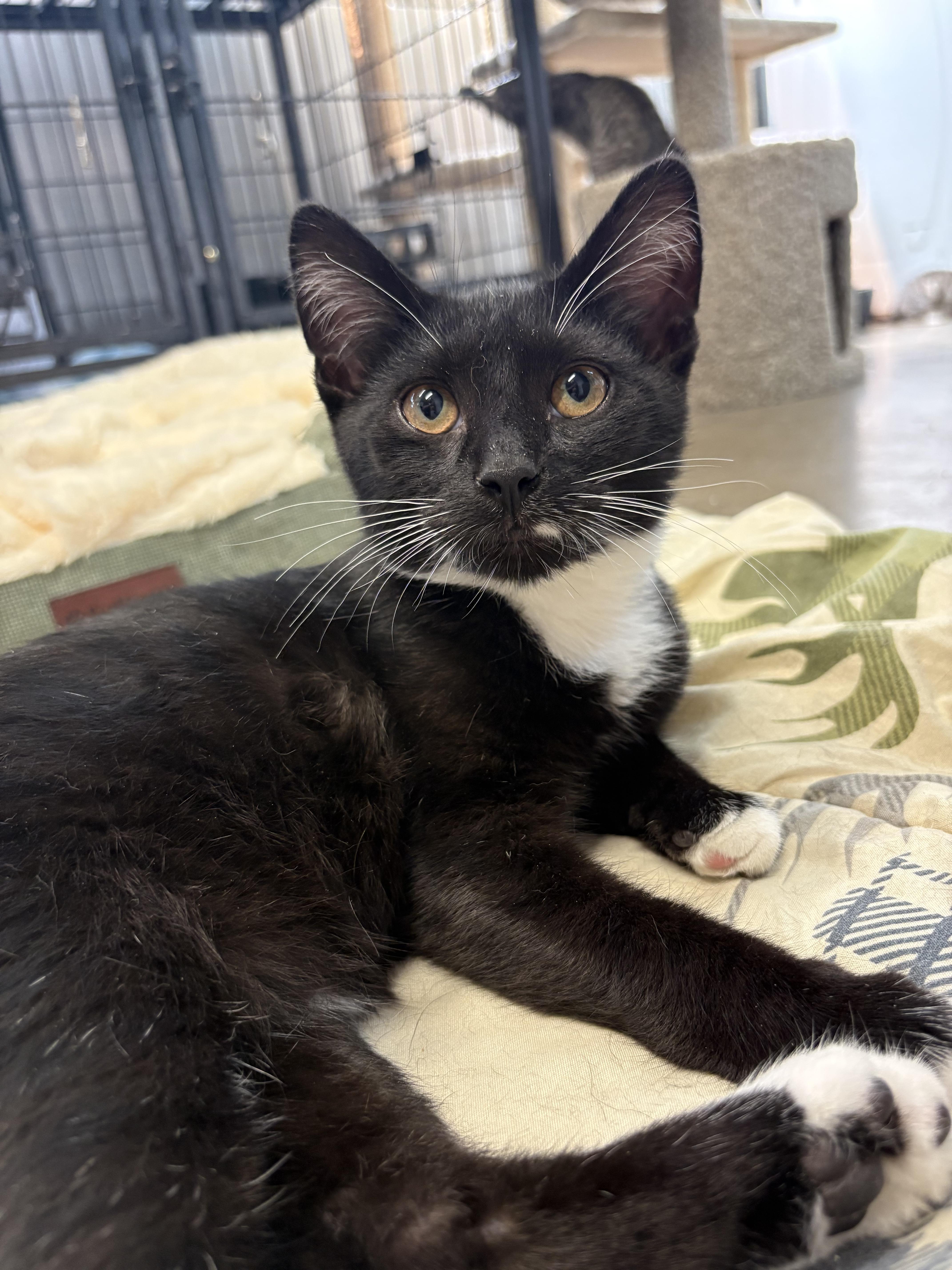 A baby small-sized male Domestic Short Hair cat named Poe for adoption in Hermitage, PA