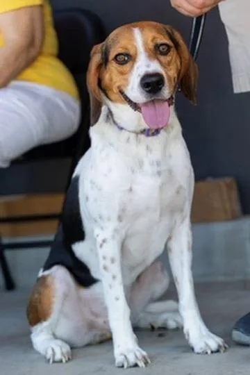 A young medium-sized male Tricolor (Brown, Black, & White) Harrier dog named Sammy for adoption in Costa Mesa, CA