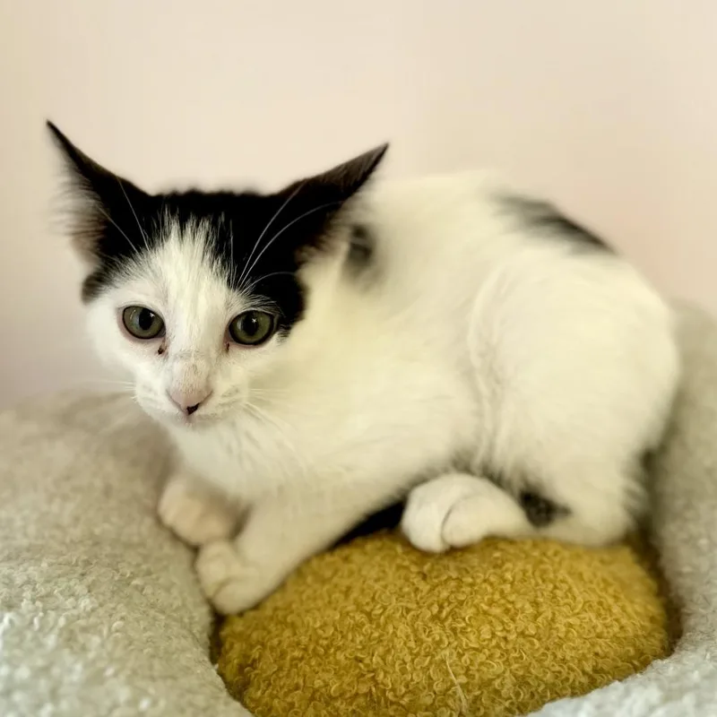 A baby small-sized male Black Domestic Short Hair cat named Sardine for adoption in Forest Park, IL