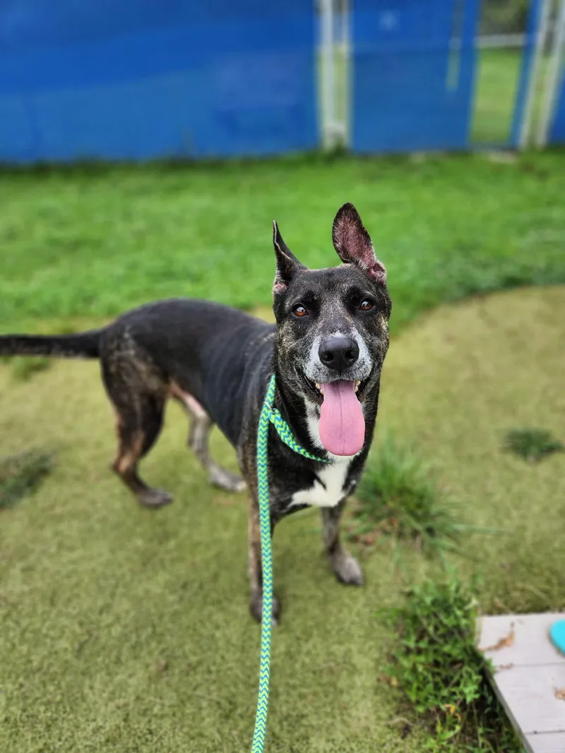A young medium-sized male Black Mixed Breed dog named Clint for adoption in Ashland, OH