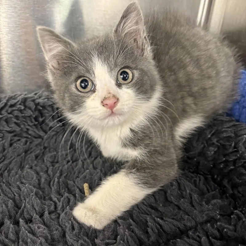 A baby small-sized male Gray / Blue / Silver Domestic Short Hair cat named New Jersey Michael for adoption in North Branford, CT