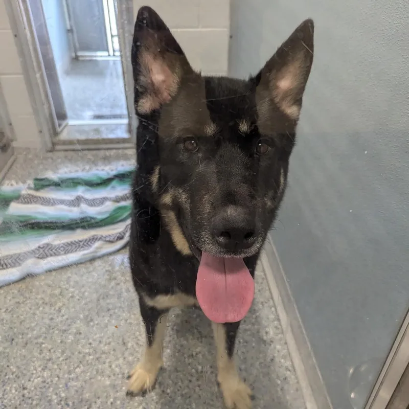 An adult large-sized male Black German Shepherd Dog dog named Tank for adoption in Charlottesville, VA
