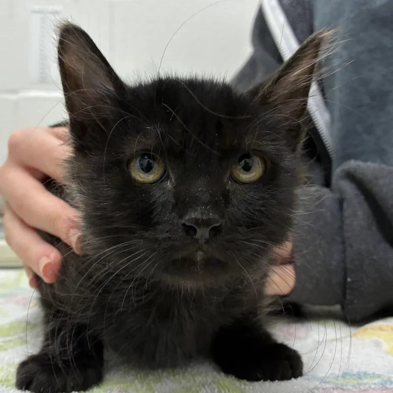 A baby small-sized male Domestic Short Hair cat named Nightmare for adoption in Corpus Christi, TX
